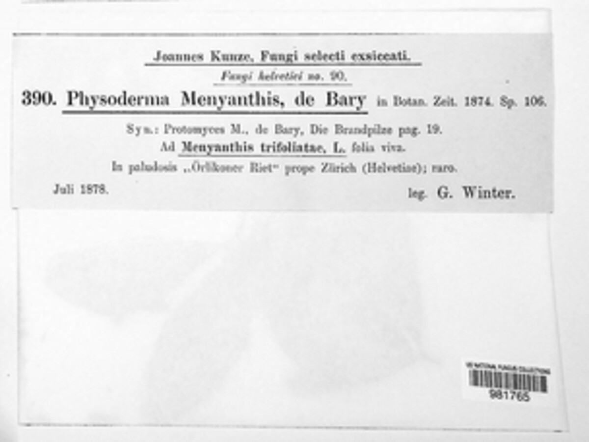 Cladochytriaceae image